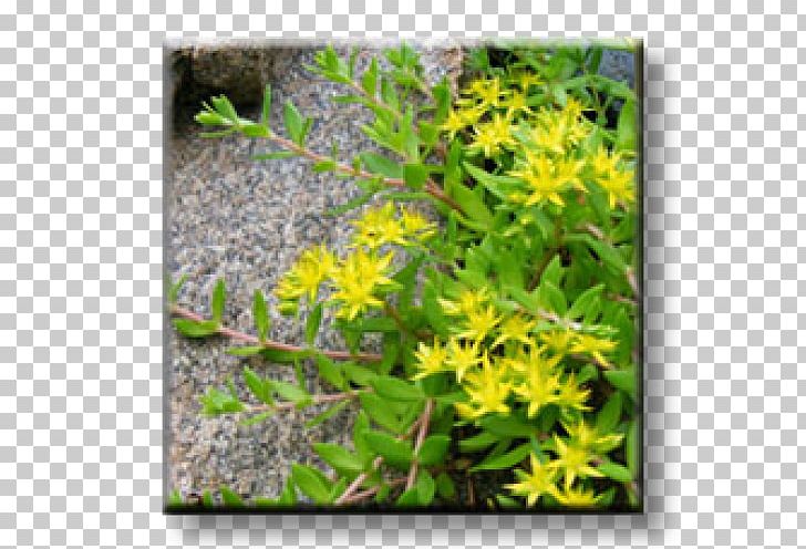 Hardy Iceplant Rock Garden Spanish Stonecrop Succulent Plant PNG, Clipart, Aloe Vera, Cactaceae, Delosperma, Flora, Flower Free PNG Download