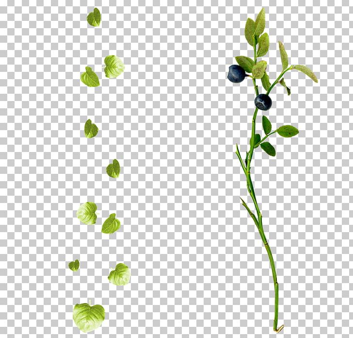 Plant Stem Leaf Branch Green PNG, Clipart, Acuarela Hojas, Animation, Autumn Leaf Color, Branch, Flora Free PNG Download