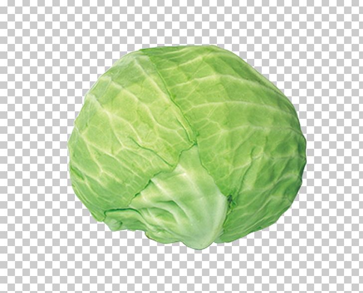 Savoy Cabbage Vegetable PNG, Clipart, Brassica Oleracea, Cabbage, Cabbage Cartoon, Cabbage Leaves, Cartoon Cabbage Free PNG Download