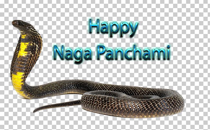 Serpent Naga Panchami Rattlesnake Kingsnakes Product PNG, Clipart, Cobra, Elapidae, Kingsnake, Kingsnakes, Mamba Free PNG Download