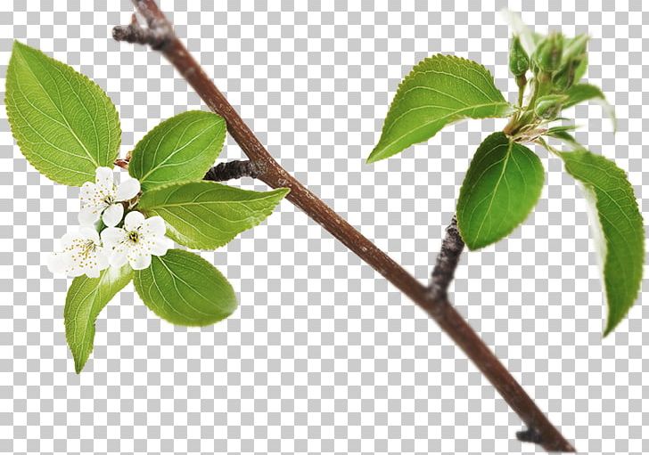 Twig Branch Apple Crisp Ice Cider PNG, Clipart, Apple, Apple Juice, Branch, Bud, Crisp Free PNG Download