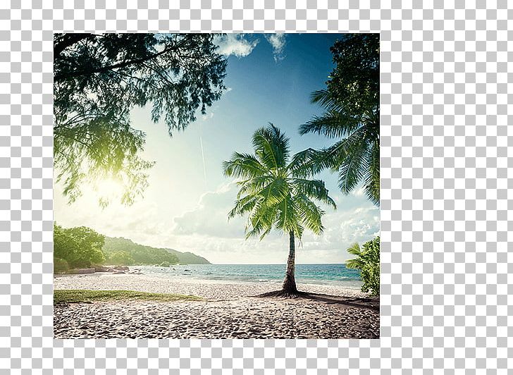 Anse Lazio Mahé PNG, Clipart, Anse Lazio, Arecales, Beach, Computer Wallpaper, Depositphotos Free PNG Download
