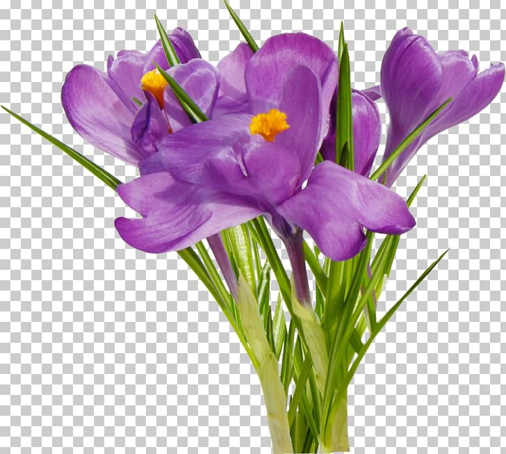 First Spring Flowers PNG, Clipart, Clip Art, Computer Icons, Crocus, Cut Flowers, First Free PNG Download