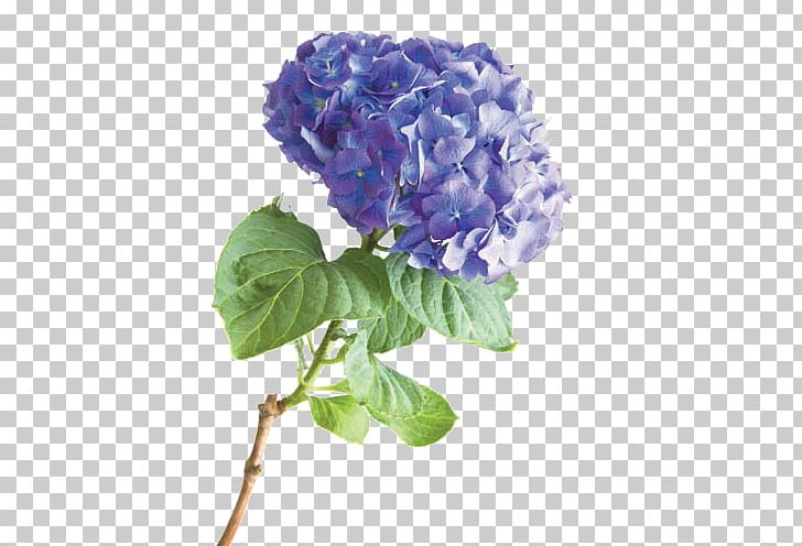 French Hydrangea Flower Stock Photography PNG, Clipart, Blue, Botanical Illustration, Cornales, Cut Flowers, Drawing Free PNG Download