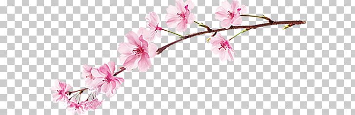 National Cherry Blossom Festival Information PNG, Clipart, Blog, Blossom, Branch, Bud, Cerasus Free PNG Download