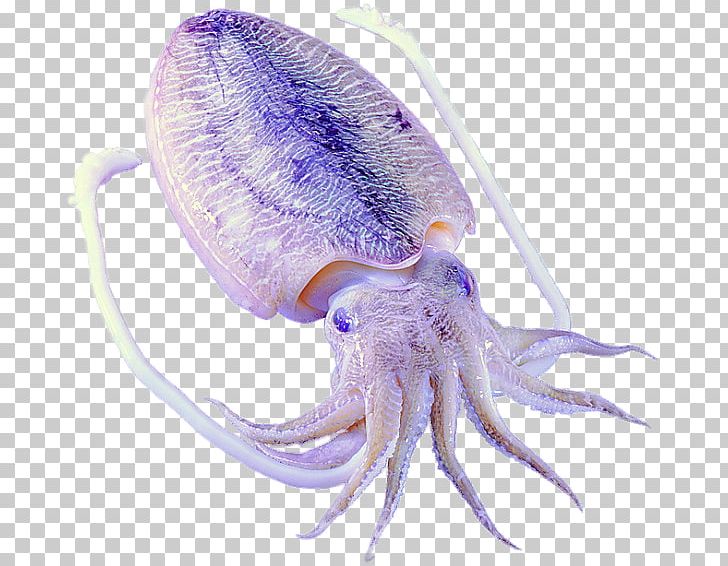 Octopus Squid Cephalopod Sepiidae Loliolus Japonica PNG, Clipart, Amphioctopus Fangsiao, Captain America Shield, Food, Free Stock Png, Marine Invertebrates Free PNG Download
