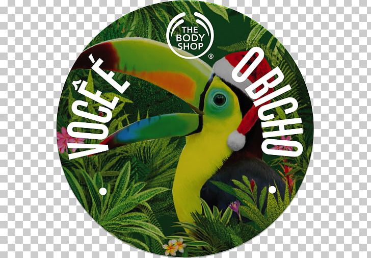 The Body Shop Beak PNG, Clipart, Beak, Body Shop, Fauna, Grass, Green Free PNG Download