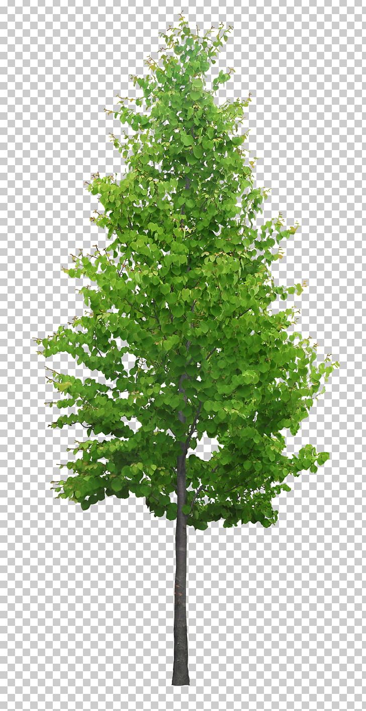 3D Modeling Tree SketchUp 3D Computer Graphics Cedar PNG, Clipart, 3d Computer Graphics, 3d Modeling, Architectural Rendering, Architecture, Branch Free PNG Download