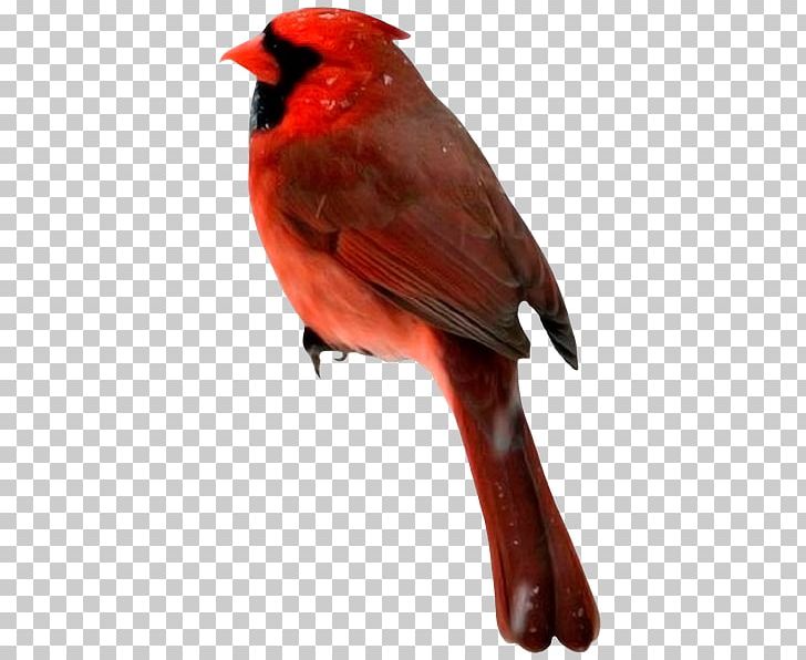 Bird Beak PNG, Clipart, Animaatio, Animals, Beak, Bird, Cardinal Free PNG Download