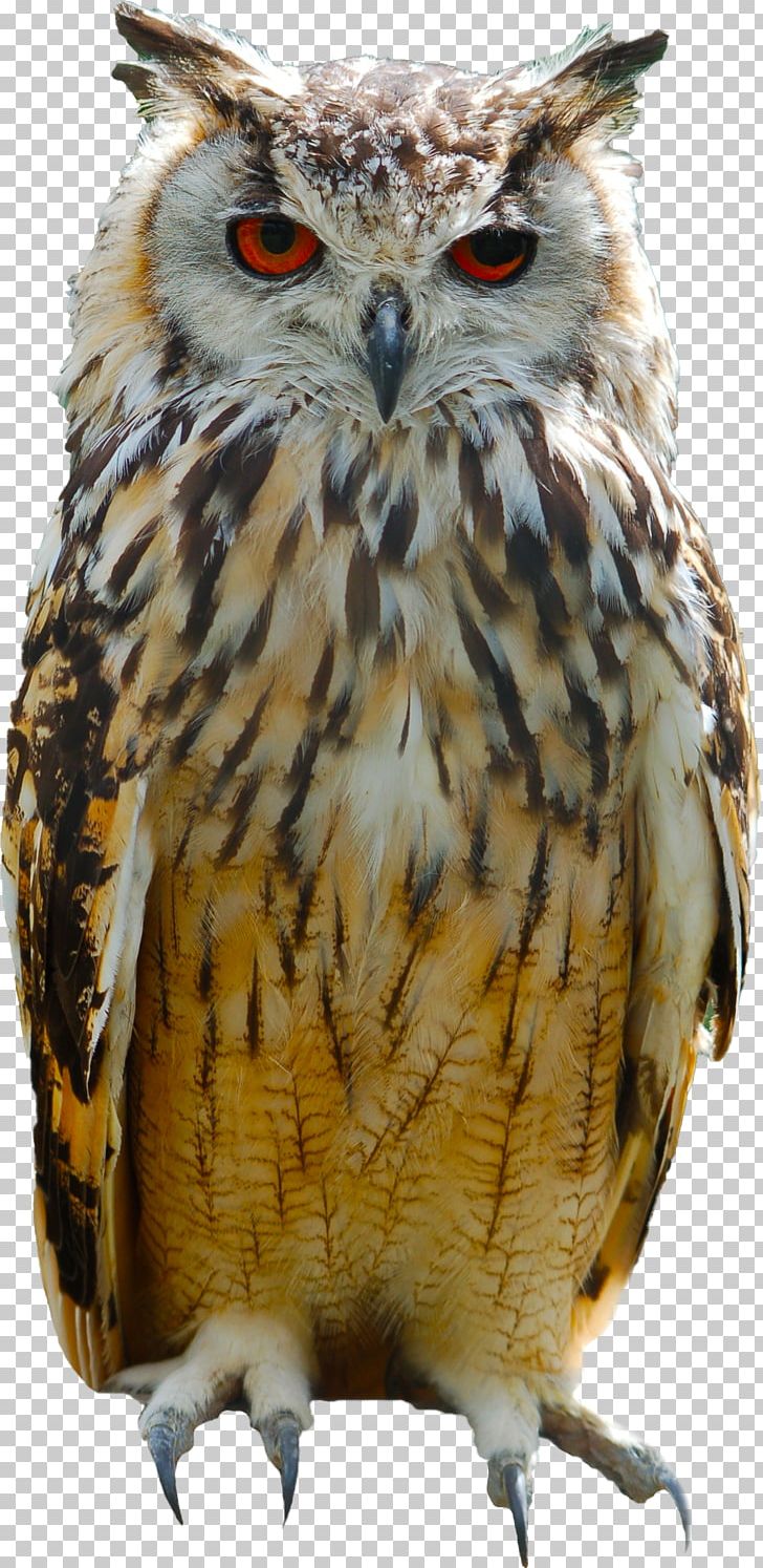 Great Horned Owl Bird Eurasian Eagle-owl Columbidae PNG, Clipart, Animal, Animals, Beak, Bird, Bird Of Prey Free PNG Download