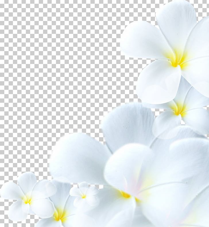 Stock Photography Flower Lilium PNG, Clipart, Blossom, Closeup, Computer Wallpaper, Depositphotos, Fleur Blanche Free PNG Download