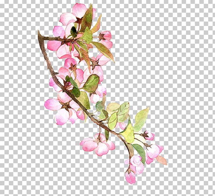 Chunfen Encapsulated PostScript Spring PNG, Clipart, 2018, Ameri, Begonia, Blossom, Branch Free PNG Download