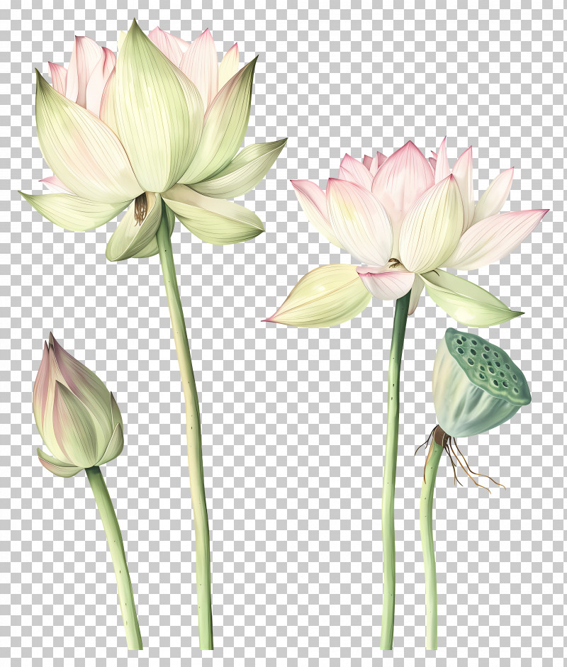 Lotus Flowers - Lotus Flowers And Seed Pods Illustration PNG