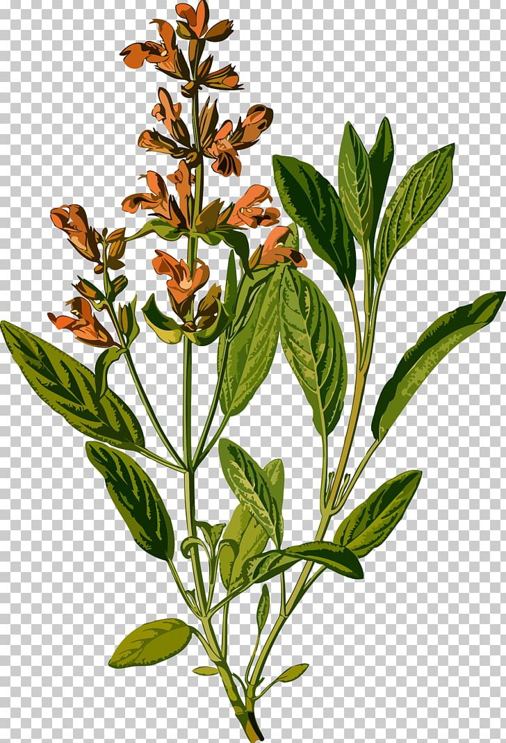 Common Sage Botanical Illustration Botany Drawing Medicinal Plants PNG, Clipart,  Free PNG Download