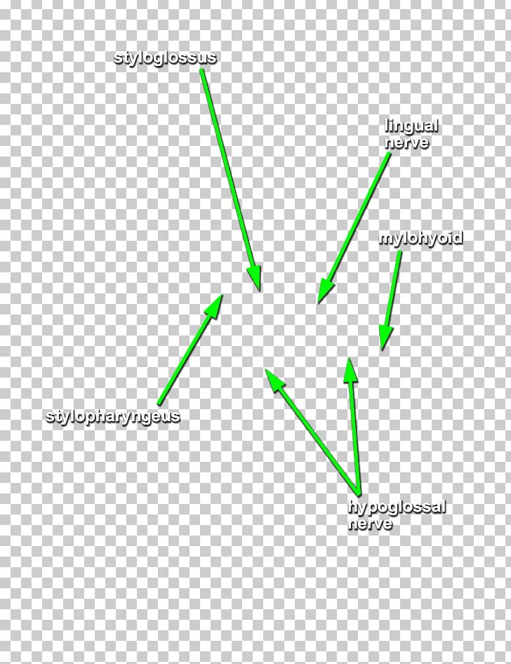 Cranial Nerves Styloglossus Stylohyoid Muscle Head And Neck Anatomy Stylopharyngeus Muscle PNG, Clipart, Angle, Area, Base Of Skull, Cranial Cavity, Cranial Nerves Free PNG Download
