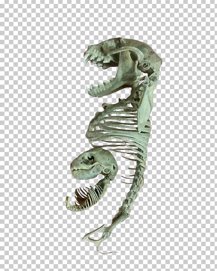 Dinosaur Jaw PNG, Clipart, Dinosaur, Jaw, Others, Skeleton Free PNG Download