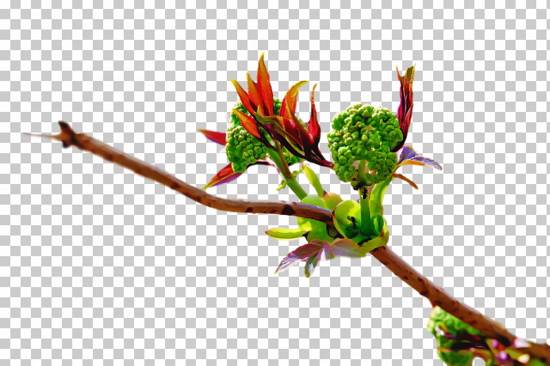 Spring PNG, Clipart, Branch, Bud, Flower, Leaf, Plant Free PNG Download