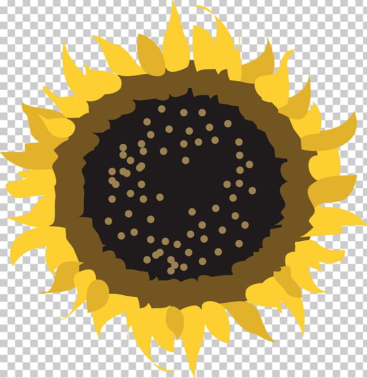 Common Sunflower Pseudanthium PNG, Clipart, Bedding, Circle, Common Daisy, Common Sunflower, Computer Icons Free PNG Download