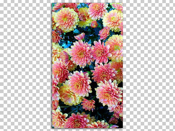 Desktop Flower High-definition Television Floral Design IPhone PNG, Clipart, 4k Resolution, 1080p, Aster, Chrysanths, Computer Free PNG Download