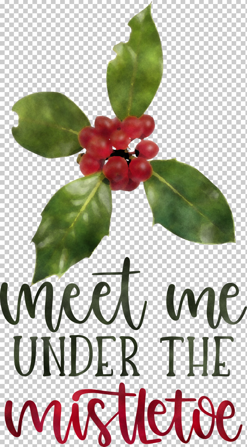 Meet Me Under The Mistletoe Mistletoe PNG, Clipart, Aquifoliales, Barry M, Biology, Flower, Holly Free PNG Download