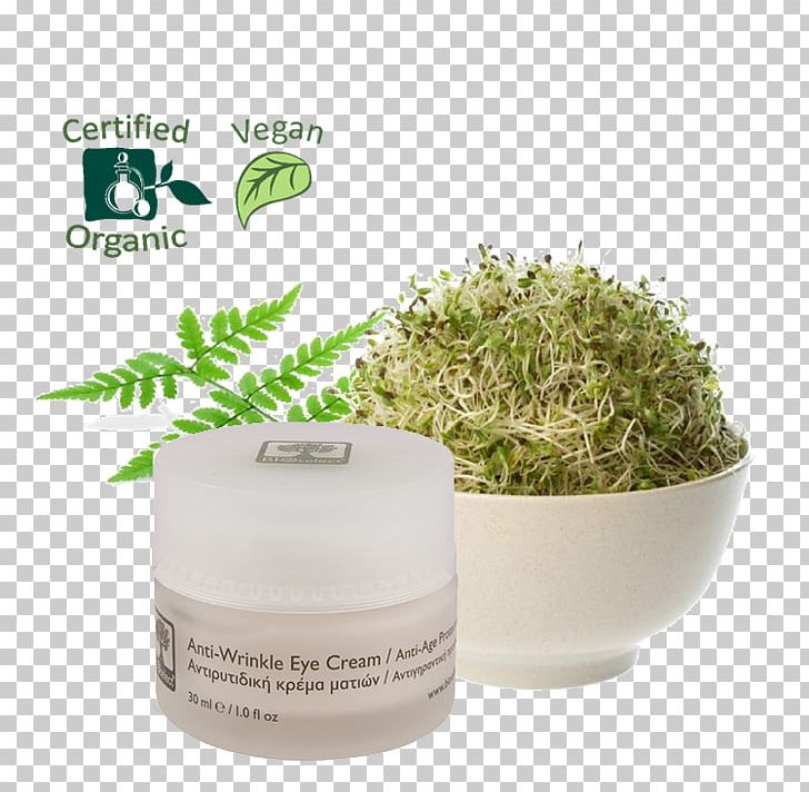 Alfalfa Sprouts Sprouting Organic Food Seed PNG, Clipart, Alfalfa, Alfalfa Sprouts, Bean, Bean Sprout, Cream Free PNG Download