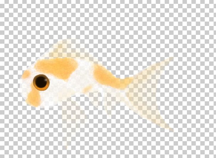 Goldfish Desktop Close-up Computer Ear PNG, Clipart, Beak, Bony Fish, Closeup, Closeup, Computer Free PNG Download