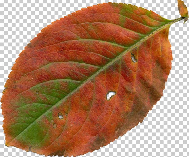 Leaf YouTube Autumn PNG, Clipart, Autumn, Autumn Leaves, Clip Art, Fruit, Leaf Free PNG Download