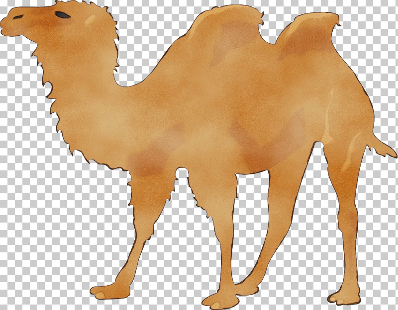 Openclipart Silhouette Transparency Dromedary Drawing PNG, Clipart, Animal Figure, Arabian Camel, Bactrian Camel, Camel, Camelid Free PNG Download