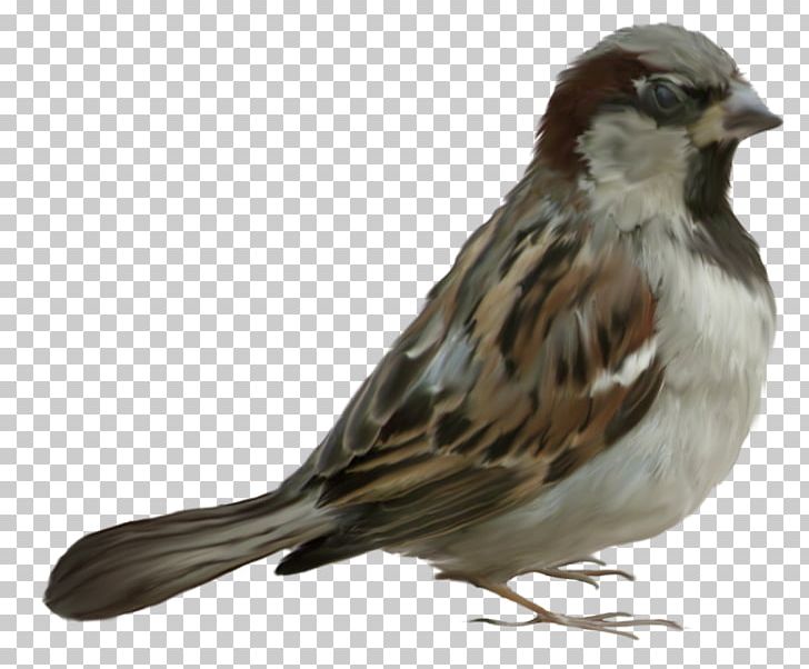 House Sparrow Bird PNG, Clipart, American Sparrows, Animal, Animals, Beak, Bird Free PNG Download