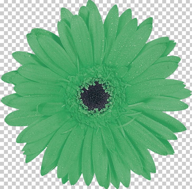Igelball Green Photography Inside PNG, Clipart, Chartreuse, Daisy Family, Engineering, Flower, Flowering Plant Free PNG Download
