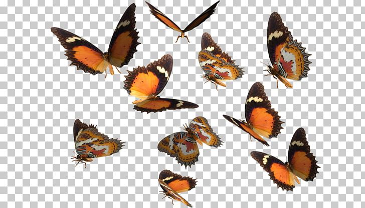 Monarch Butterfly Greta Oto PNG, Clipart, Birdwing, Brush Footed Butterfly, Butterflies And Moths, Butterfly, Deviantart Free PNG Download