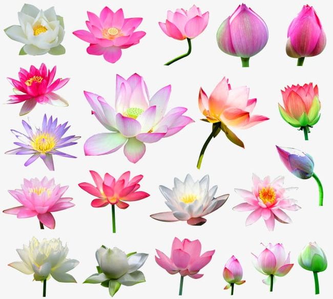 21 Kinds Of Lotus Pattern PNG, Clipart, 21 Clipart, 21 Clipart, Flower, Kinds Clipart, Kinds Clipart Free PNG Download