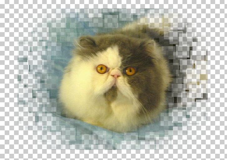 Persian Cat Whiskers Exotic Shorthair Kitten Siberian Cat PNG, Clipart, Animal Husbandry, Animals, Carnivoran, Cat, Cat Like Mammal Free PNG Download