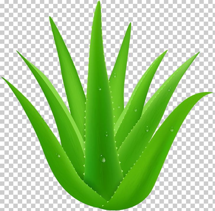 Aloe Vera Plant Desktop PNG, Clipart, Aloe, Aloe Vera, Asphodelaceae, Clip Art, Desktop Wallpaper Free PNG Download