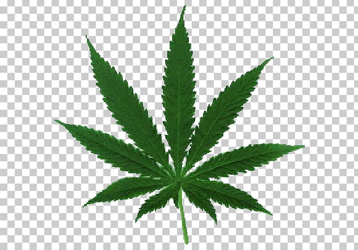 Cannabis Sativa Cannabis Ruderalis Marijuana Medical Cannabis PNG, Clipart, Cannabis, Cannabis Ruderalis, Cannabis Sativa, Drawing, Drug Free PNG Download