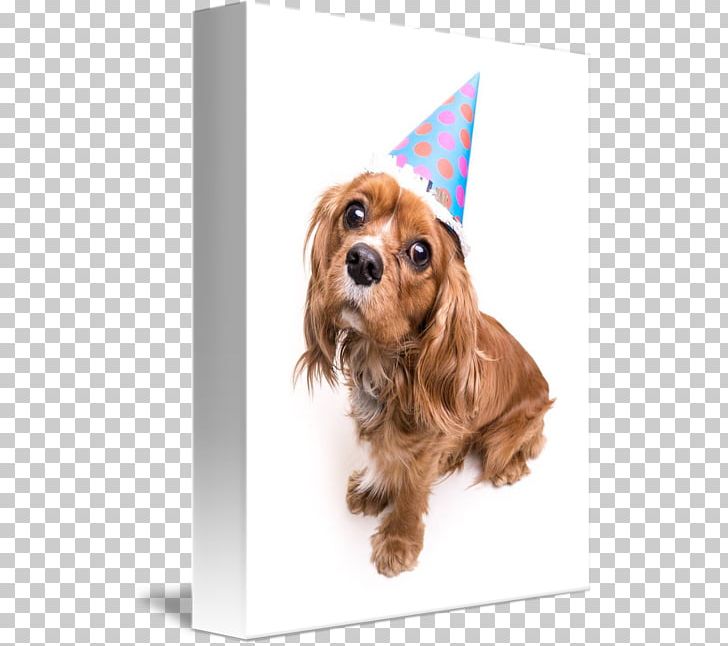 Cavalier King Charles Spaniel Puppy Cavapoo Greeting & Note Cards PNG, Clipart, Birthday, Carnivoran, Cavalier King Charles Spaniel, Cavapoo, Companion Dog Free PNG Download