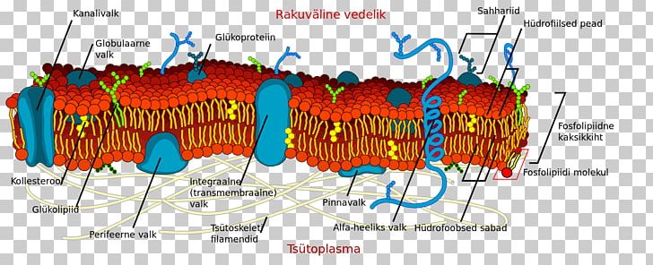 Cell Membrane Biological Membrane Cell Wall PNG, Clipart, Artificial Cell, Biological Membrane, Biology, Cell, Cell Membrane Free PNG Download