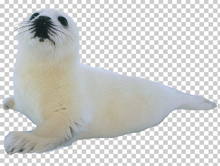 Climope Earless Seal Sea Lion Aquatic Animal PNG, Clipart, Animal, Animal Figure, Aquatic Animal, Climope, Earless Seal Free PNG Download