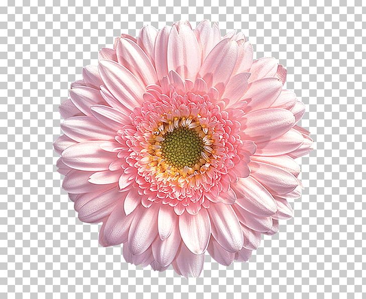 Common Daisy Stock Photography Flower Transvaal Daisy PNG, Clipart, Annual Plant, Aster, Asterales, Chrysanths, Cut Flowers Free PNG Download