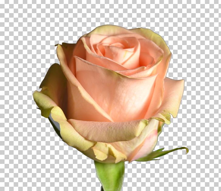Garden Roses Cabbage Rose Floribunda Pink Cut Flowers PNG, Clipart, Bud, Closeup, Coco Mademoiselle, Cut Flowers, Floribunda Free PNG Download