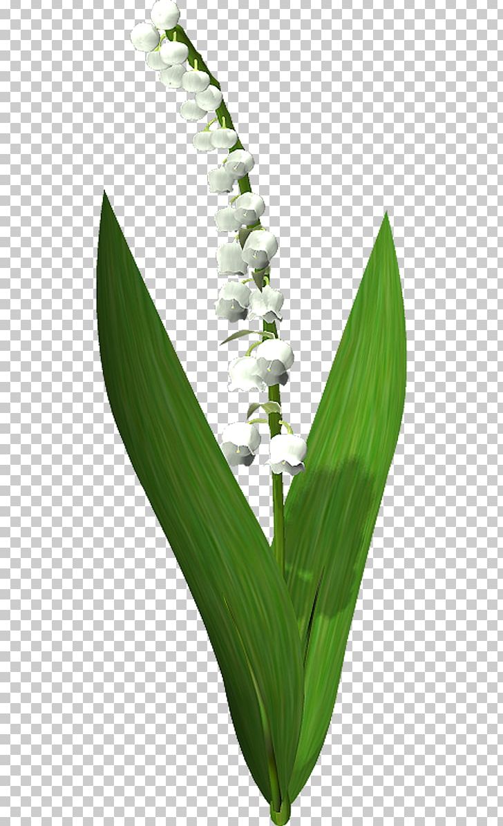 Lily Of The Valley Flower Suzu PNG, Clipart, Flower, French Hydrangea, Grass, Grass Family, Leaf Free PNG Download