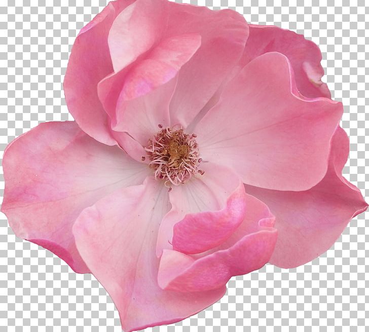 Pink Flowers Garden Roses Blossom PNG, Clipart, China Rose, Cut Flowers, Floral Design, Floribunda, Flower Free PNG Download