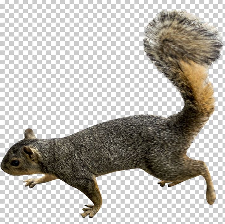 Squirrel Rodent PNG, Clipart, Animals, Chipmunk, Computer Icons, Fauna, Flying Squirrel Free PNG Download