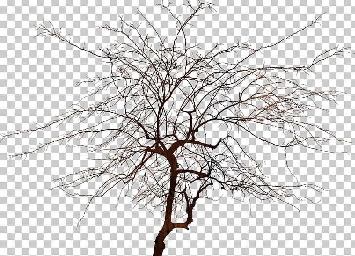 Tree Branch Stock Photography Wood Kih PNG, Clipart, Advertising, Arboles, Black And White, Branch, Drawing Free PNG Download