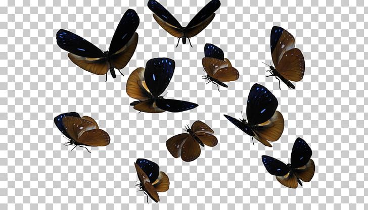 Butterfly PNG, Clipart, Animals, Butterfly, Download, Insect, Invertebrate Free PNG Download