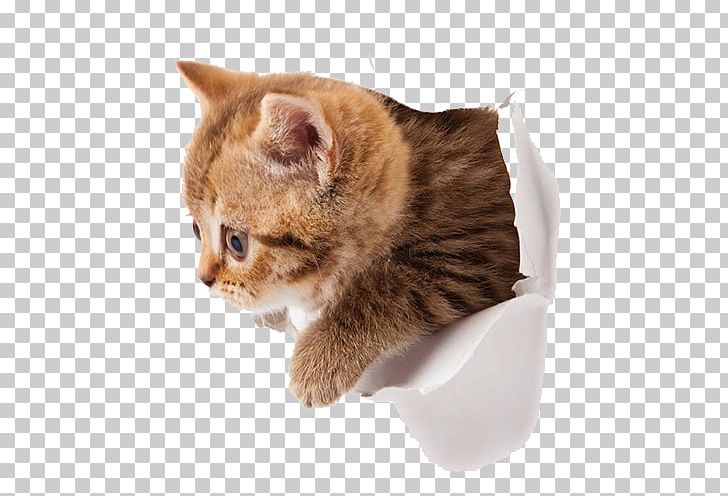 Cat Wall Decal Sticker Window PNG, Clipart, Amor, Animals, Bathroom, Carnivoran, Cat Free PNG Download