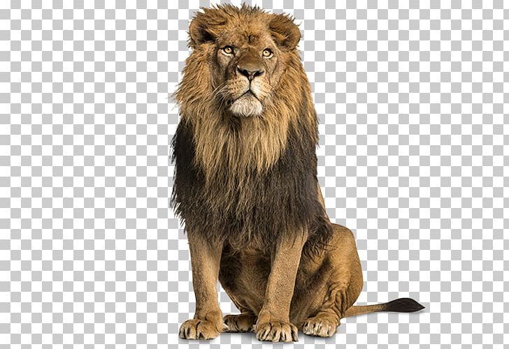 White Lion Stock Photography Tiger PNG, Clipart, Stock Photography, Tiger, White Lion Free PNG Download