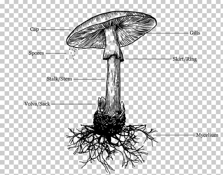 Amanita Muscaria Death Cap Drawing Mushroom PNG, Clipart, Agaric, Agaricus, Amanita, Amanita Muscaria, Art Free PNG Download