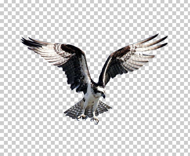 Bird Bald Eagle Goose Flight Osprey PNG, Clipart, Accipitriformes, Animals, Bald Eagle, Beak, Bird Free PNG Download