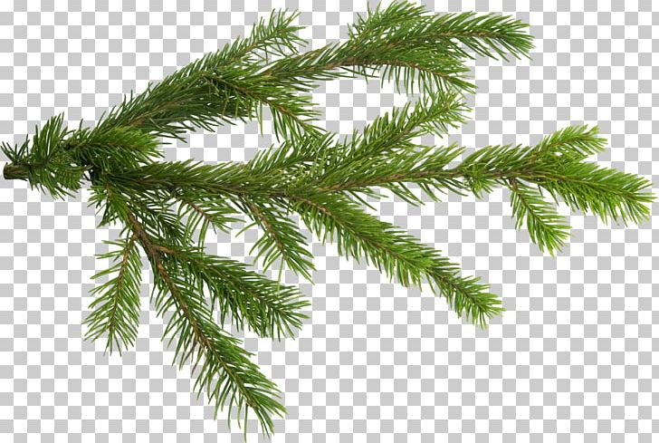 Branch Christmas Tree PNG, Clipart, Biome, Branch, Christmas, Christmas Ornament, Christmas Tree Free PNG Download
